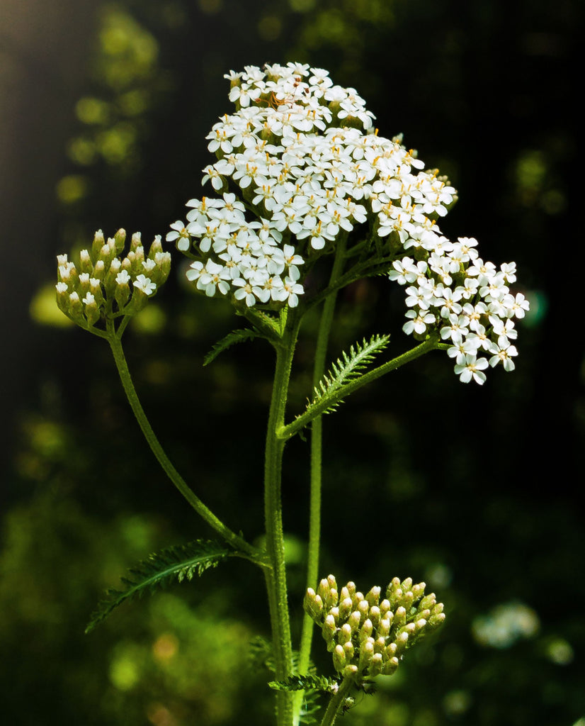 Yarrow - Base Herb – Saint Lucia's Smoke Shop