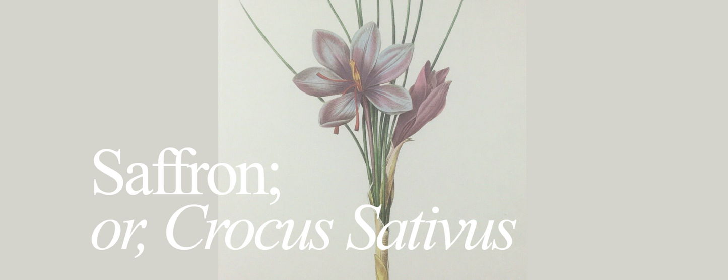 Saffron | Featured Note For February, & the Martyrdom of Saint Valentine