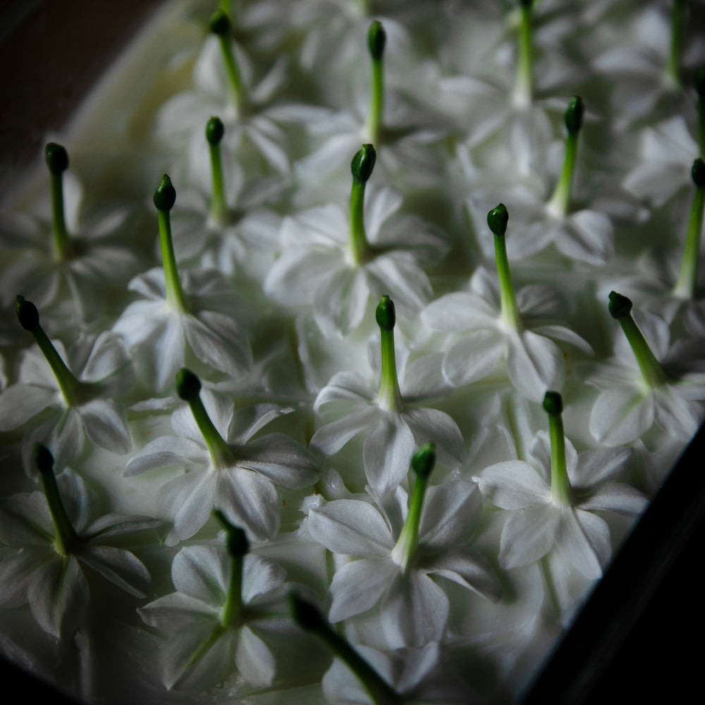 
                      
                        close up of paperwhite narcissus blooms on enfleurage tray
                      
                    