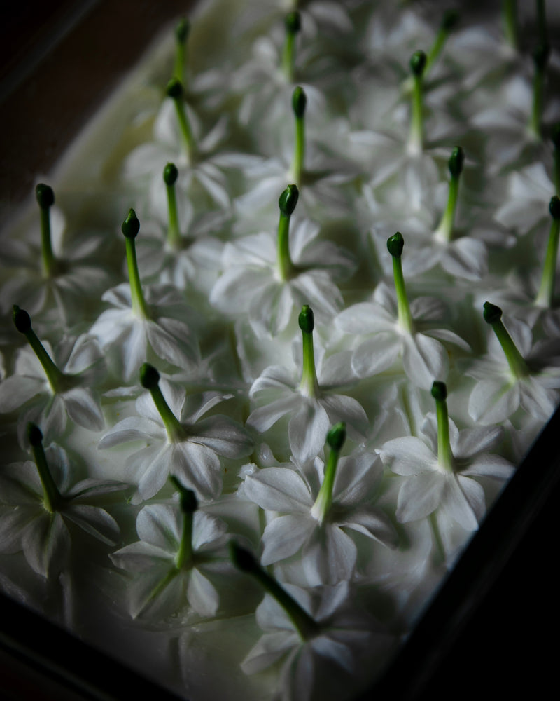 close up of paperwhite narcissus blooms on enfleurage tray