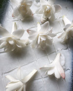 close up of tuberose blooms laid upon a layer of scored vegetal fat for the enfleurage process