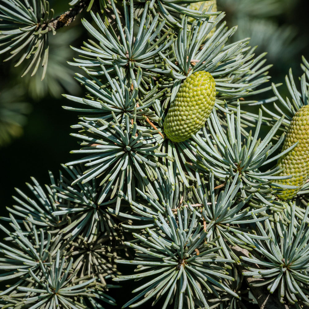 
                      
                        close up of atlas cedar needles and pinecone
                      
                    