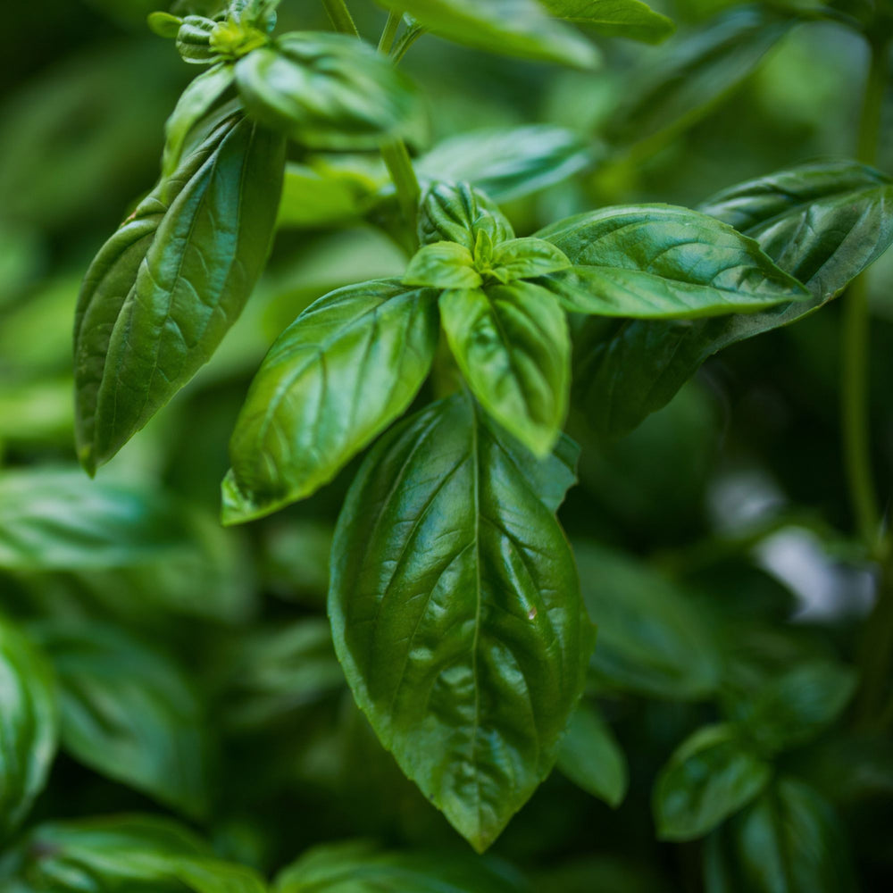 
                      
                        close up of basil leaves
                      
                    