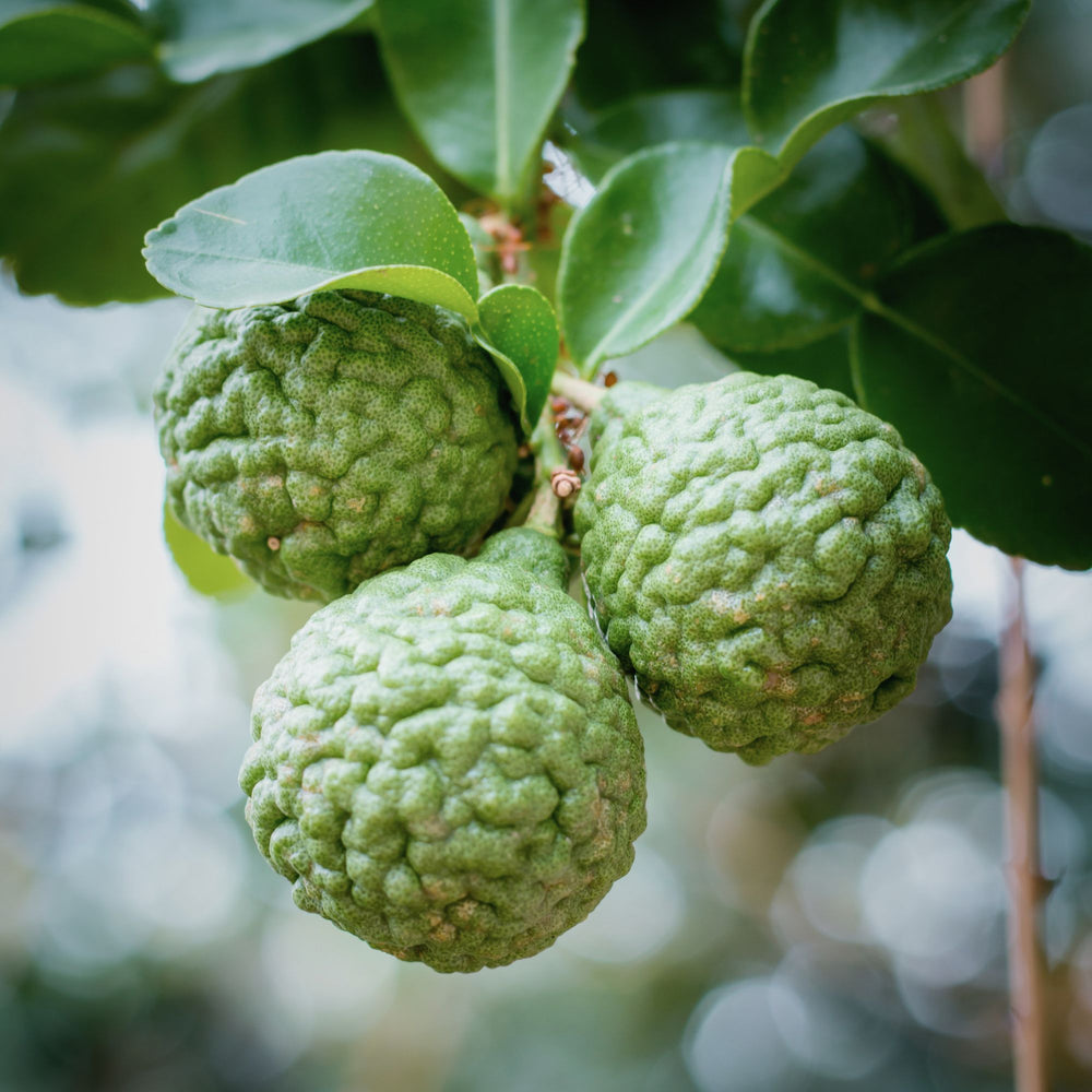 
                      
                        close up of 3 bergamot fruits hanging from a tree
                      
                    