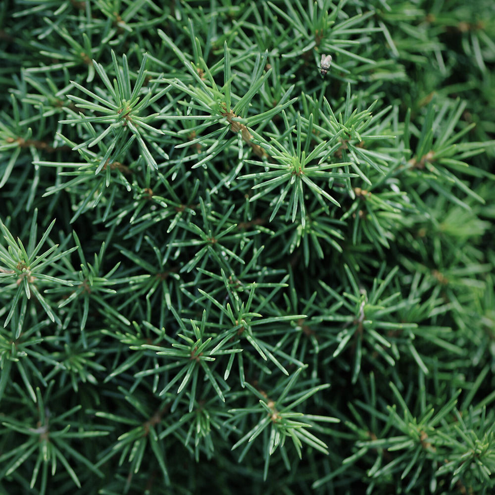 
                      
                        close up of spruce needles
                      
                    