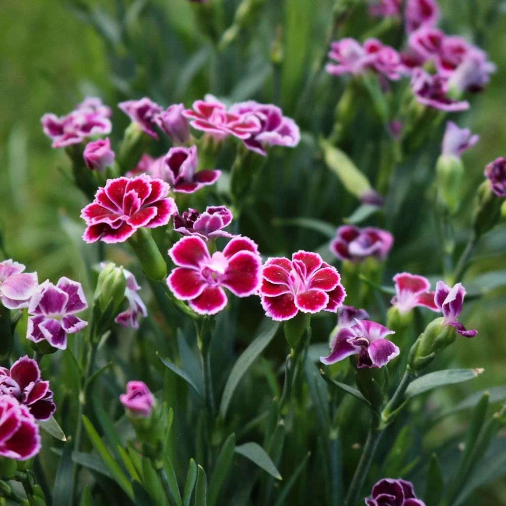 
                      
                        close up of pink carnations in a garden
                      
                    