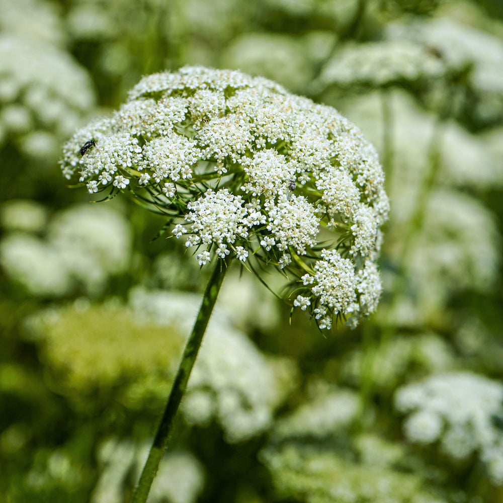 close up of white daucus carrota flower