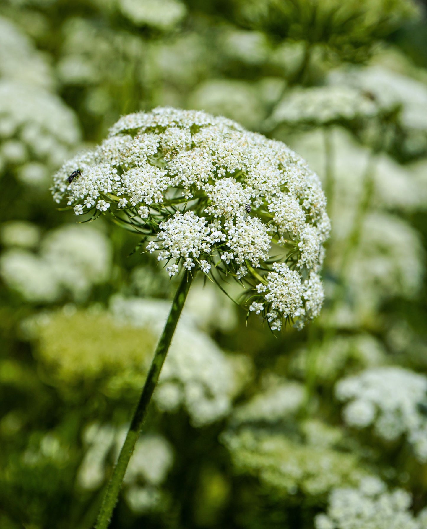 close up of white daucus carrota flower