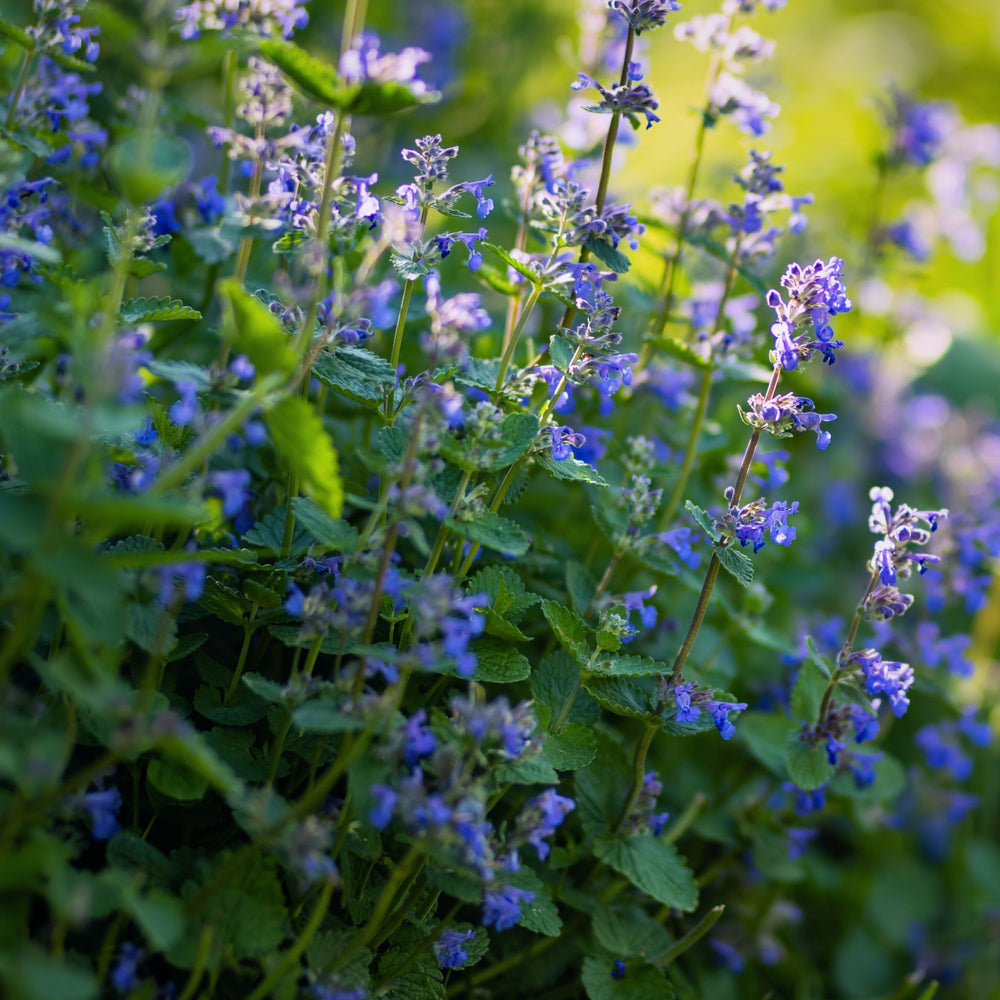 
                      
                        flowering catnip with purple blooms in a garden
                      
                    