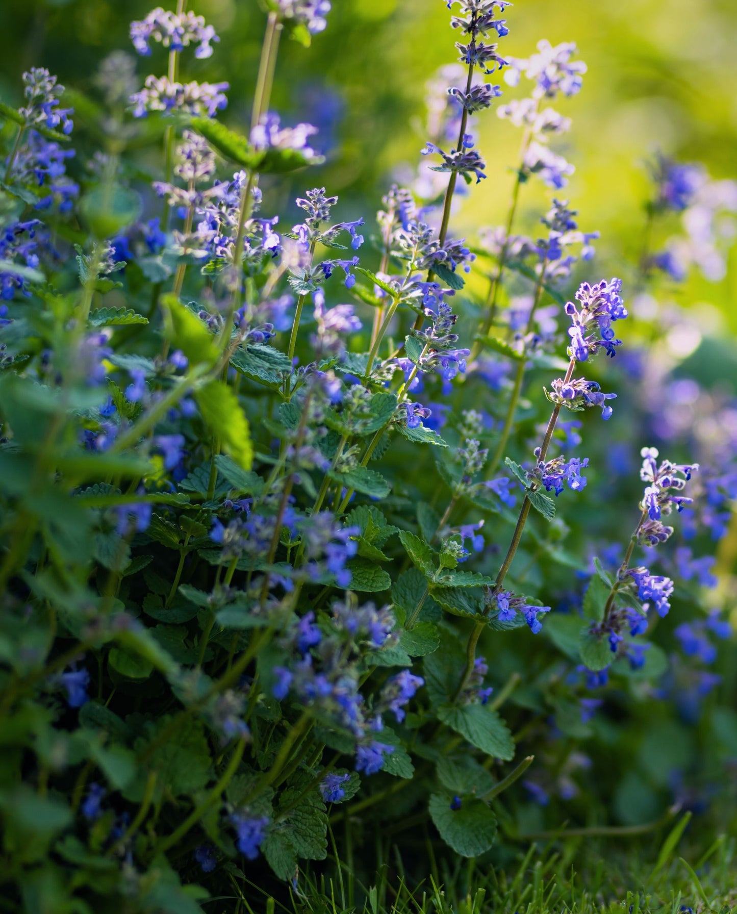 flowering catnip with purple blooms in a garden