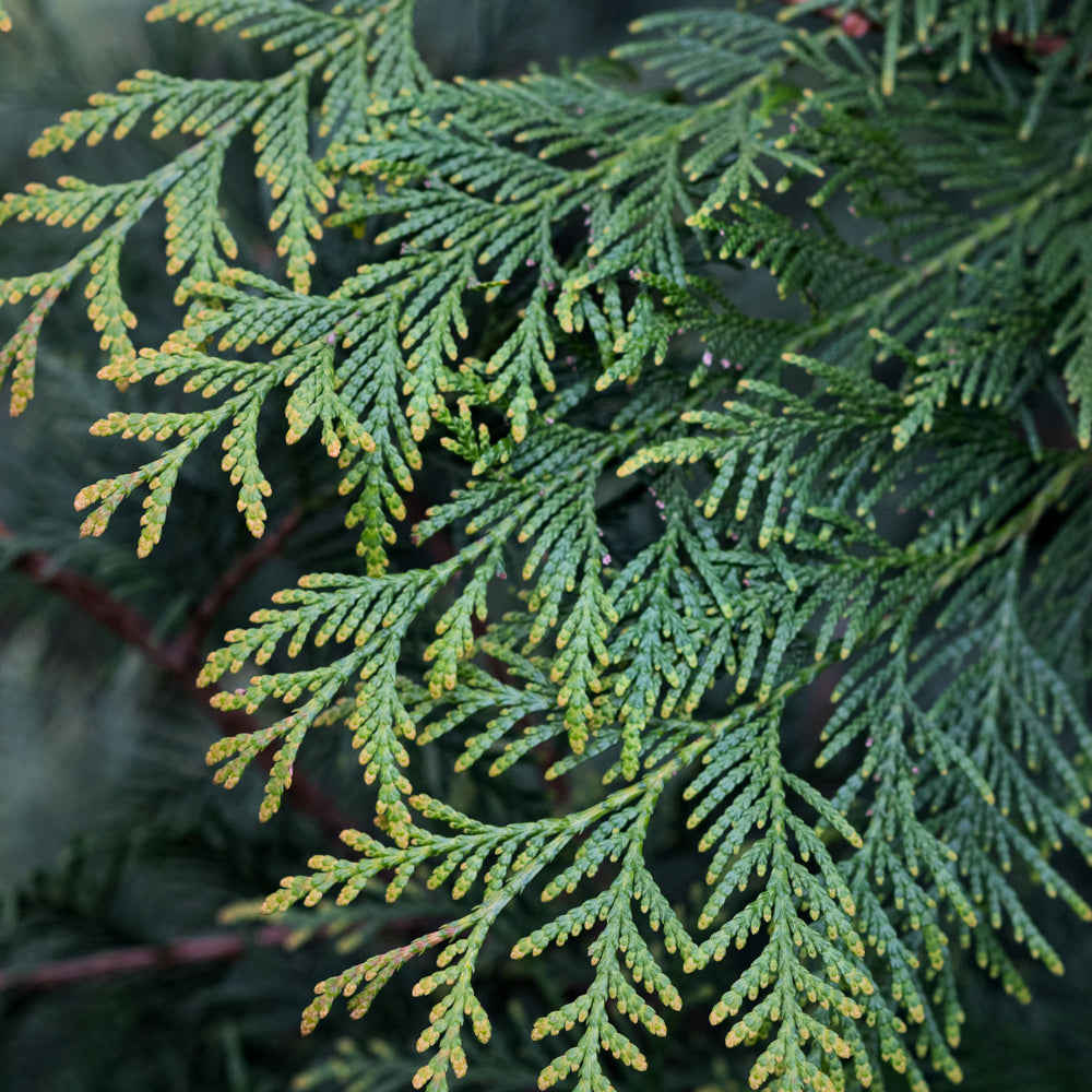 close up of cedar leaf