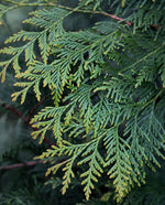 close up of cedar leaf