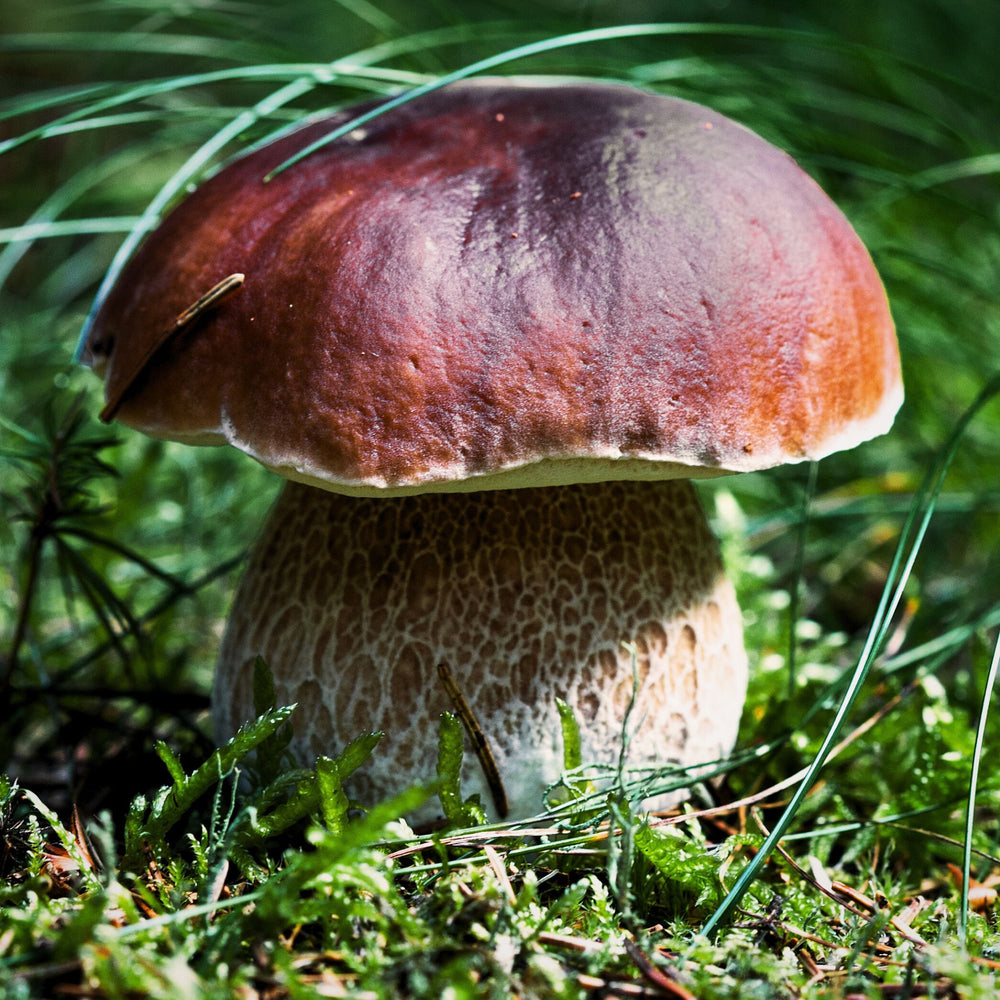 
                      
                        close up of boletus edulis mushroom on the mossy forest floor with long grass surrounding it
                      
                    