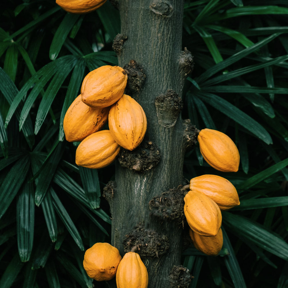 close up of yellow cacoa pods hanging from cacao tree