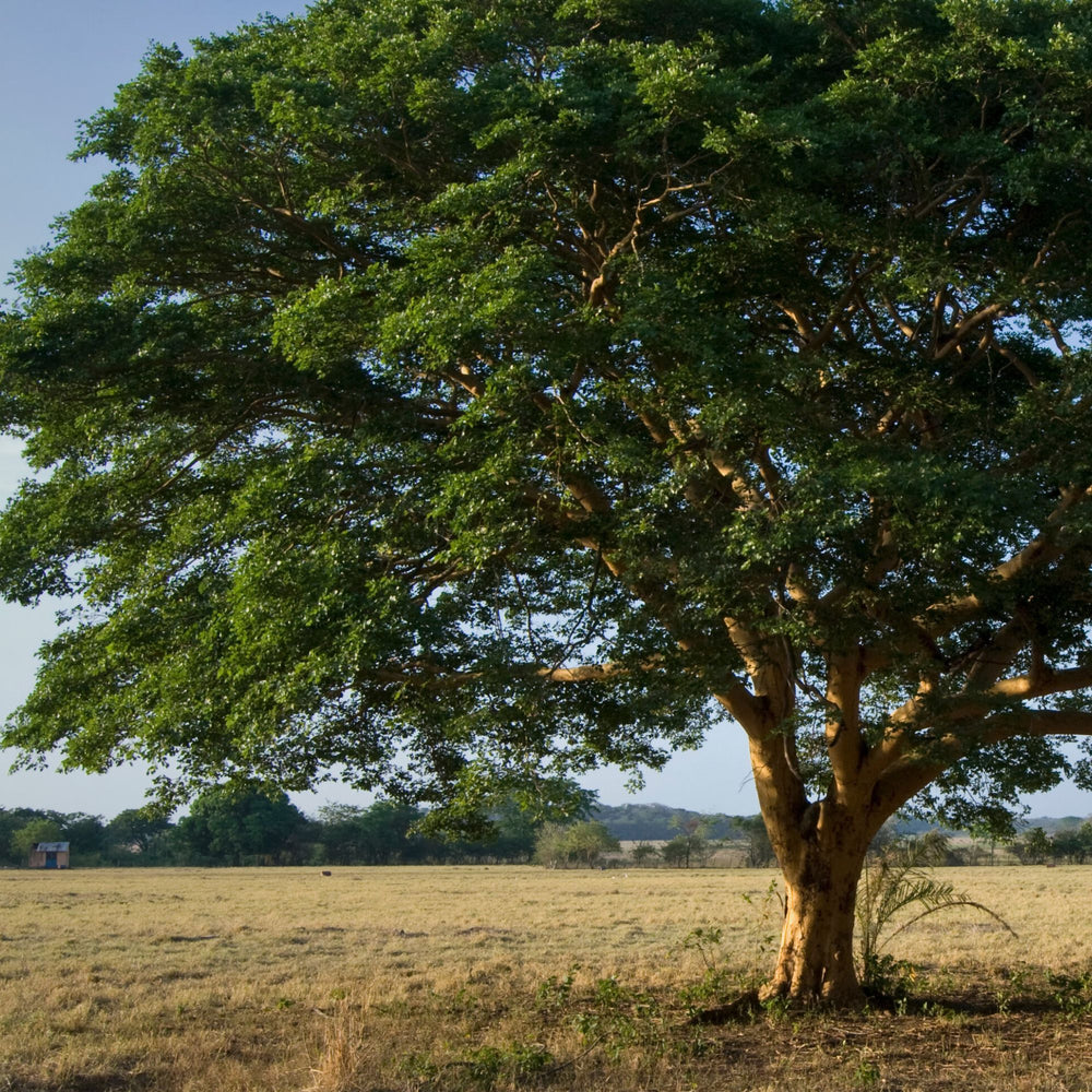 Brazilian copaiba tree in a field