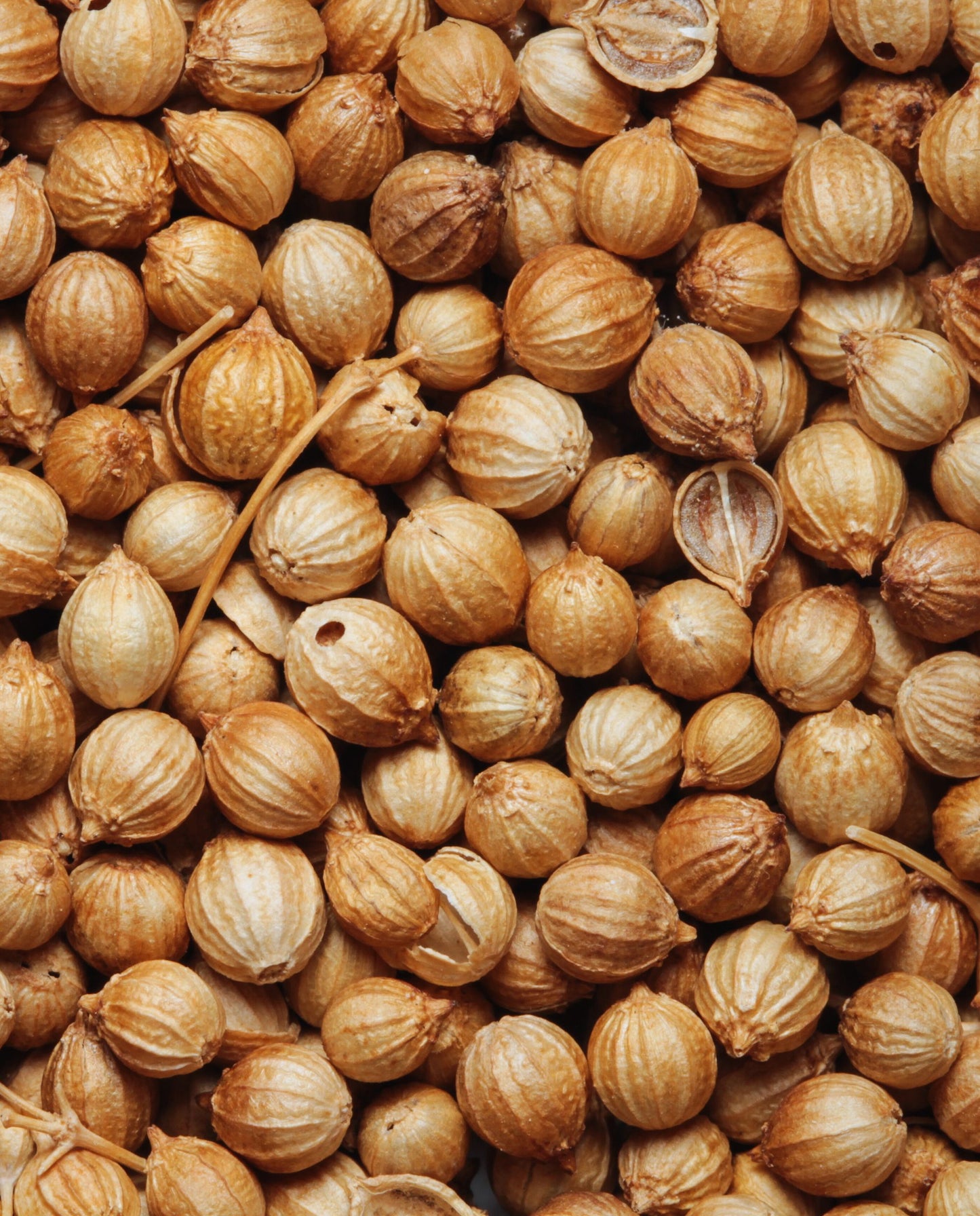 close up of dried coriander seeds