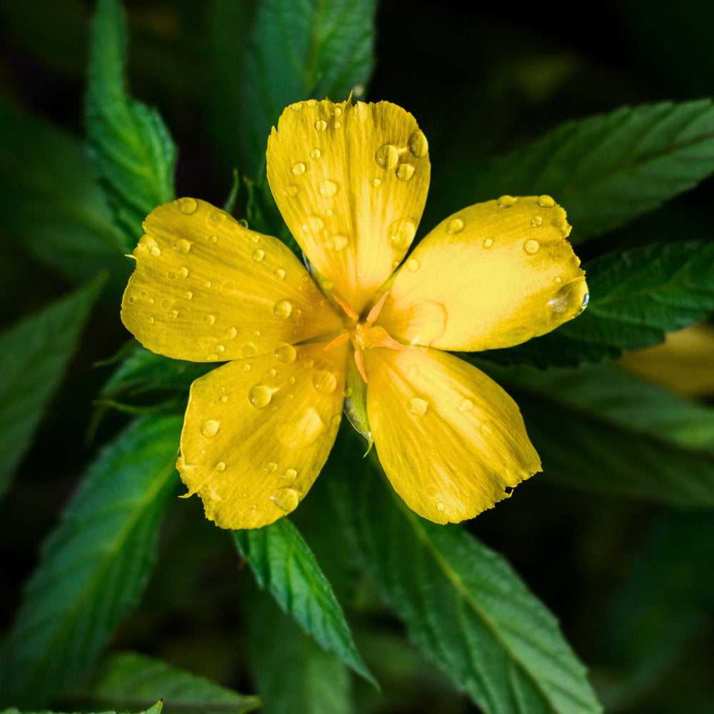 extreme close up of single damiana flower