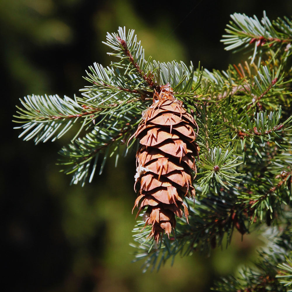 SAPIN DOUGLAS | Huile essentielle