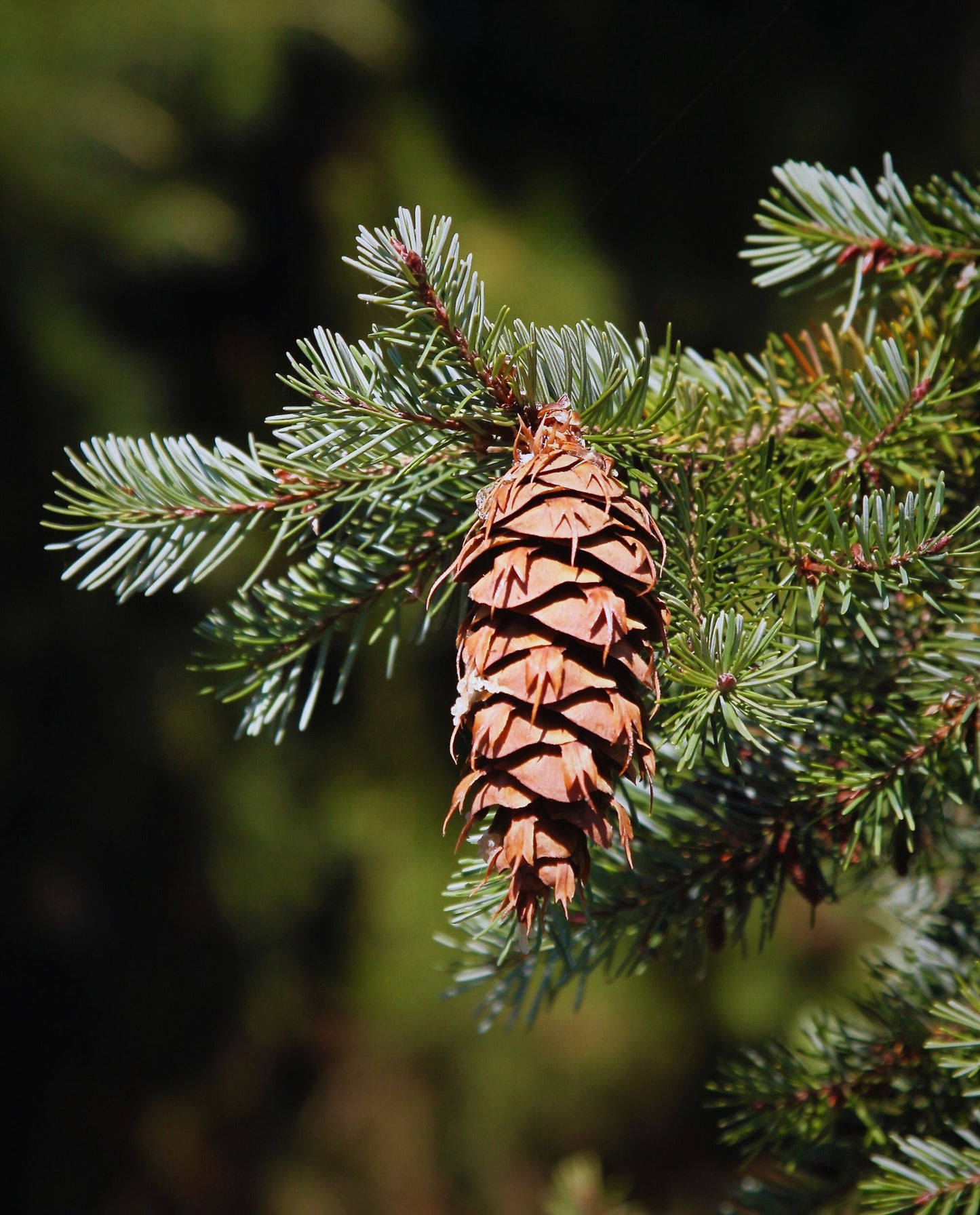 SAPIN DOUGLAS | Huile essentielle