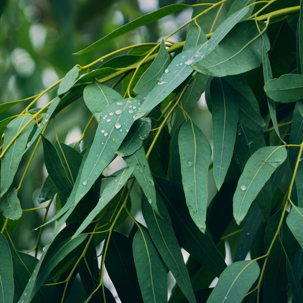 close up of eucalyptus leaves in the wild