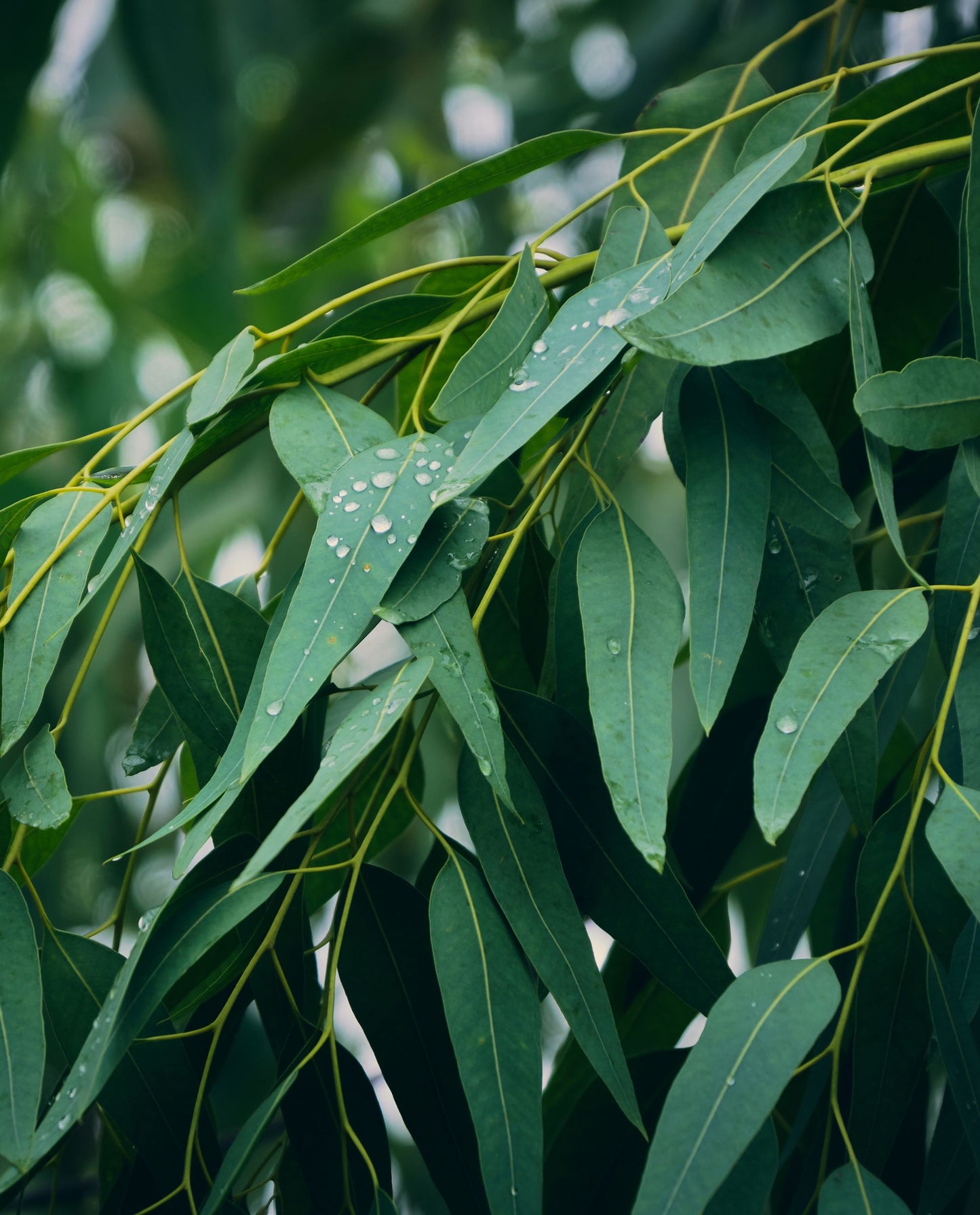 EUCALYPTUS | Bioabsolue