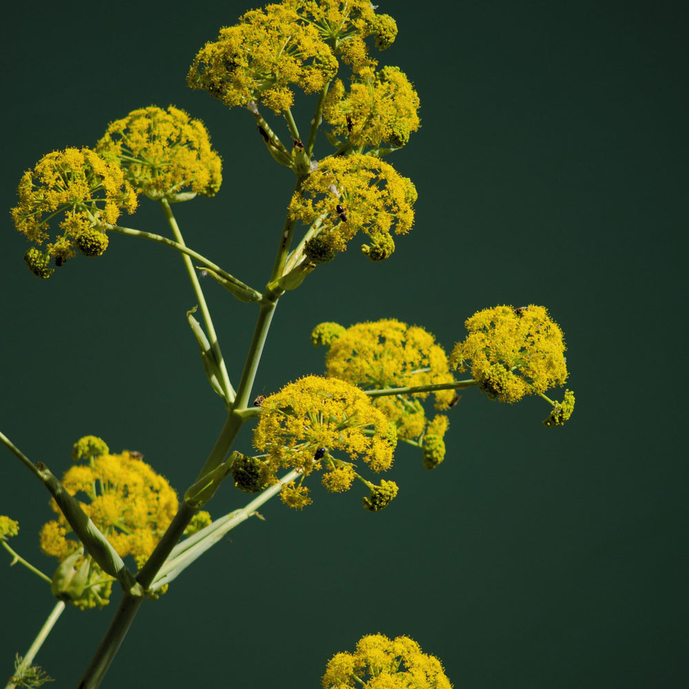 close up of yellow galbanum flowers