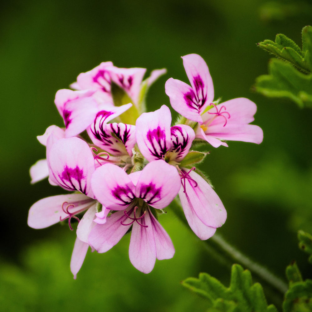 close up of pink geranium flowers