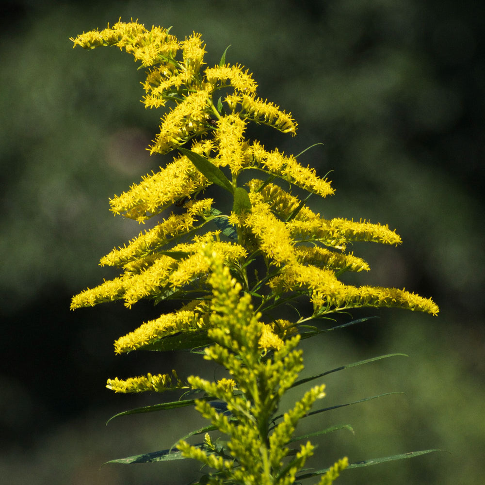 
                      
                        closeup of yellow goldenrod flowers
                      
                    