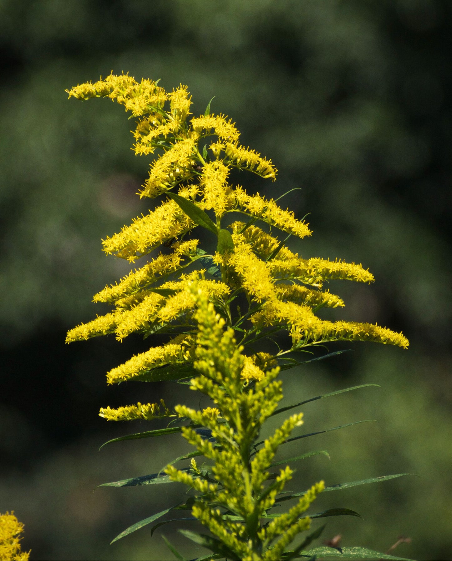 closeup of yellow goldenrod flowers