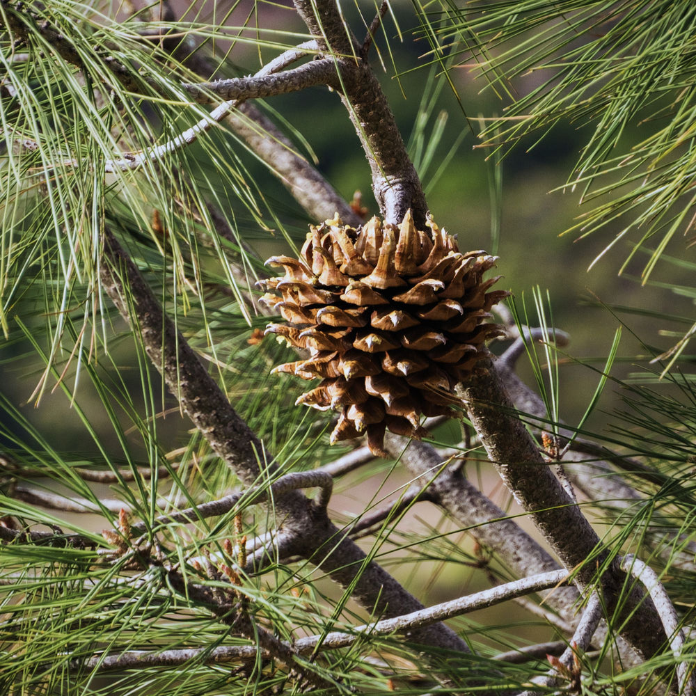 close up of gray pine needles and pine cone