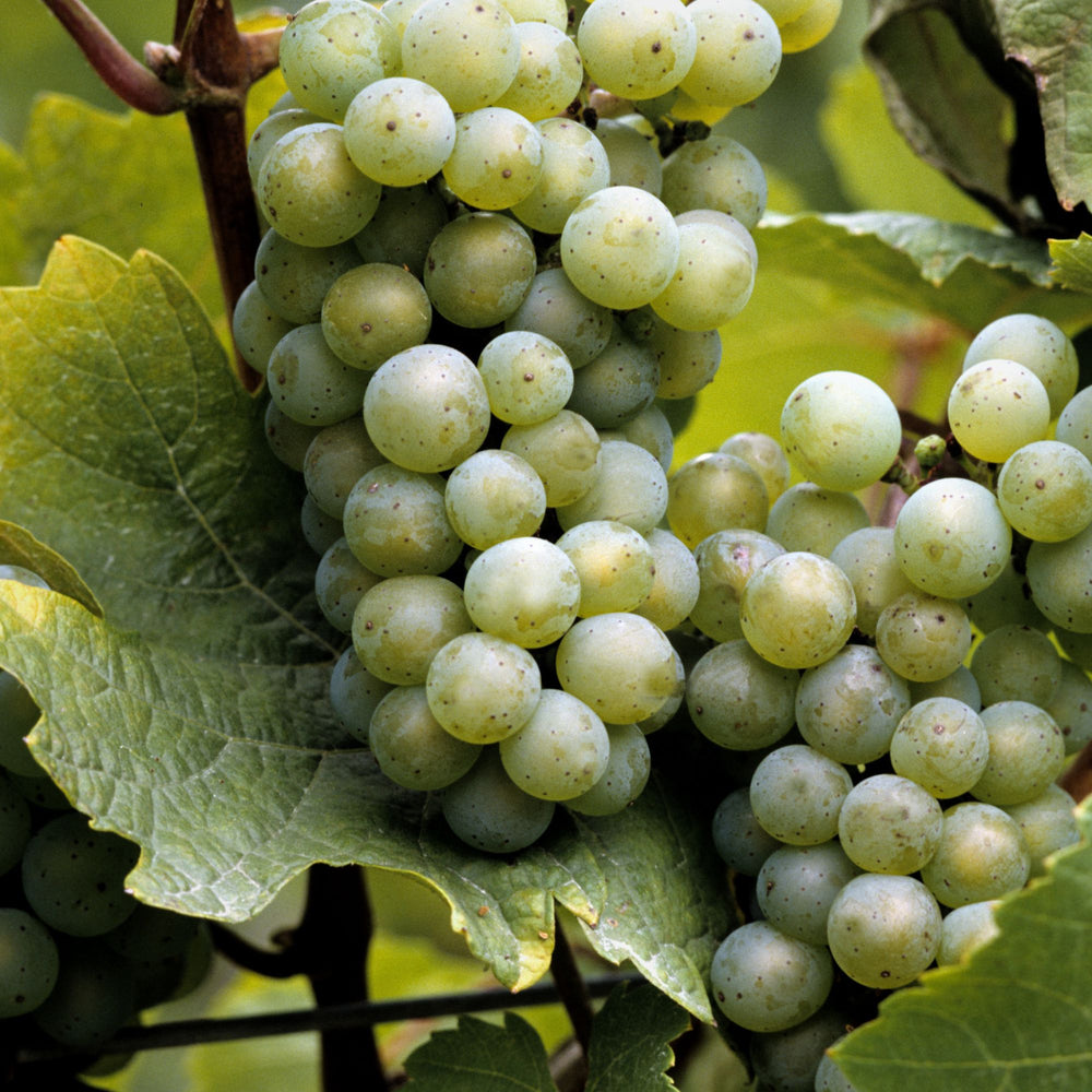 close up of green grapes on a vine