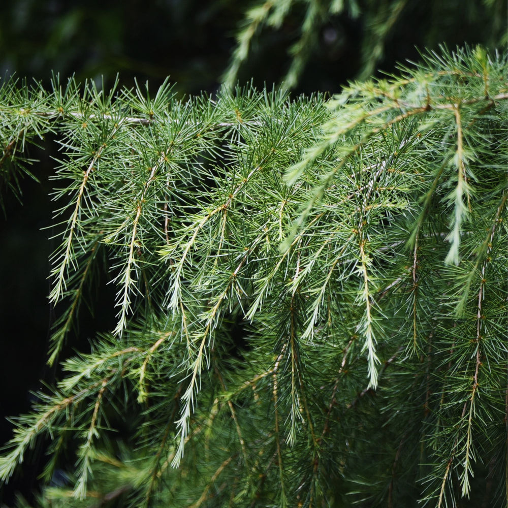 
                      
                        closeup of himalayan cedar branches
                      
                    