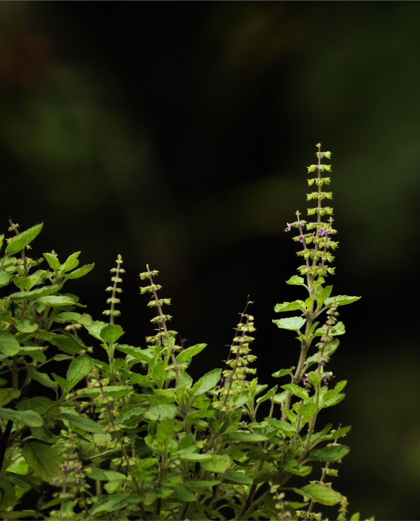 close up of holy basil (tulsi) in naturalistic setting