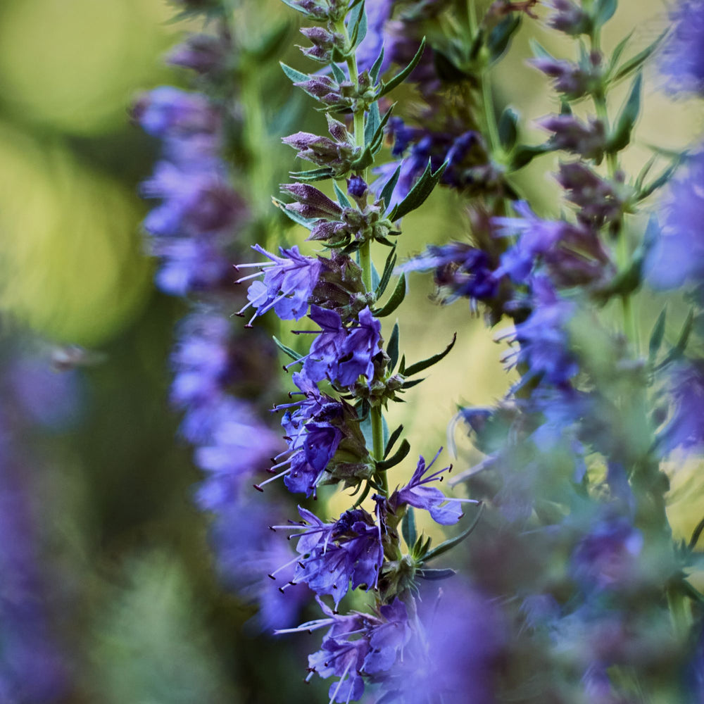 close up of purple hyssop flowers