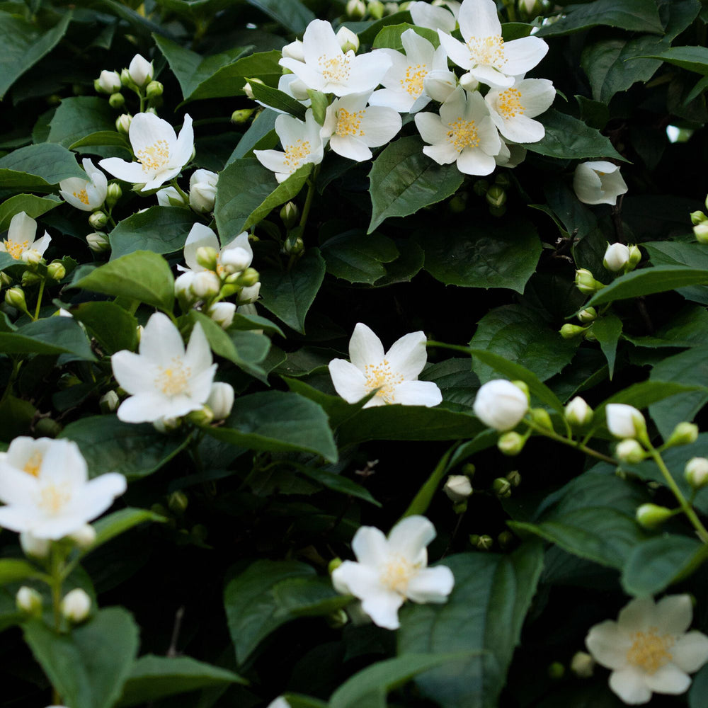 close up of jasmine blossoms in bush