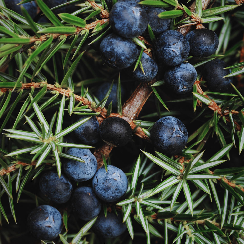 
                      
                        close up of juniper leaf and berries
                      
                    