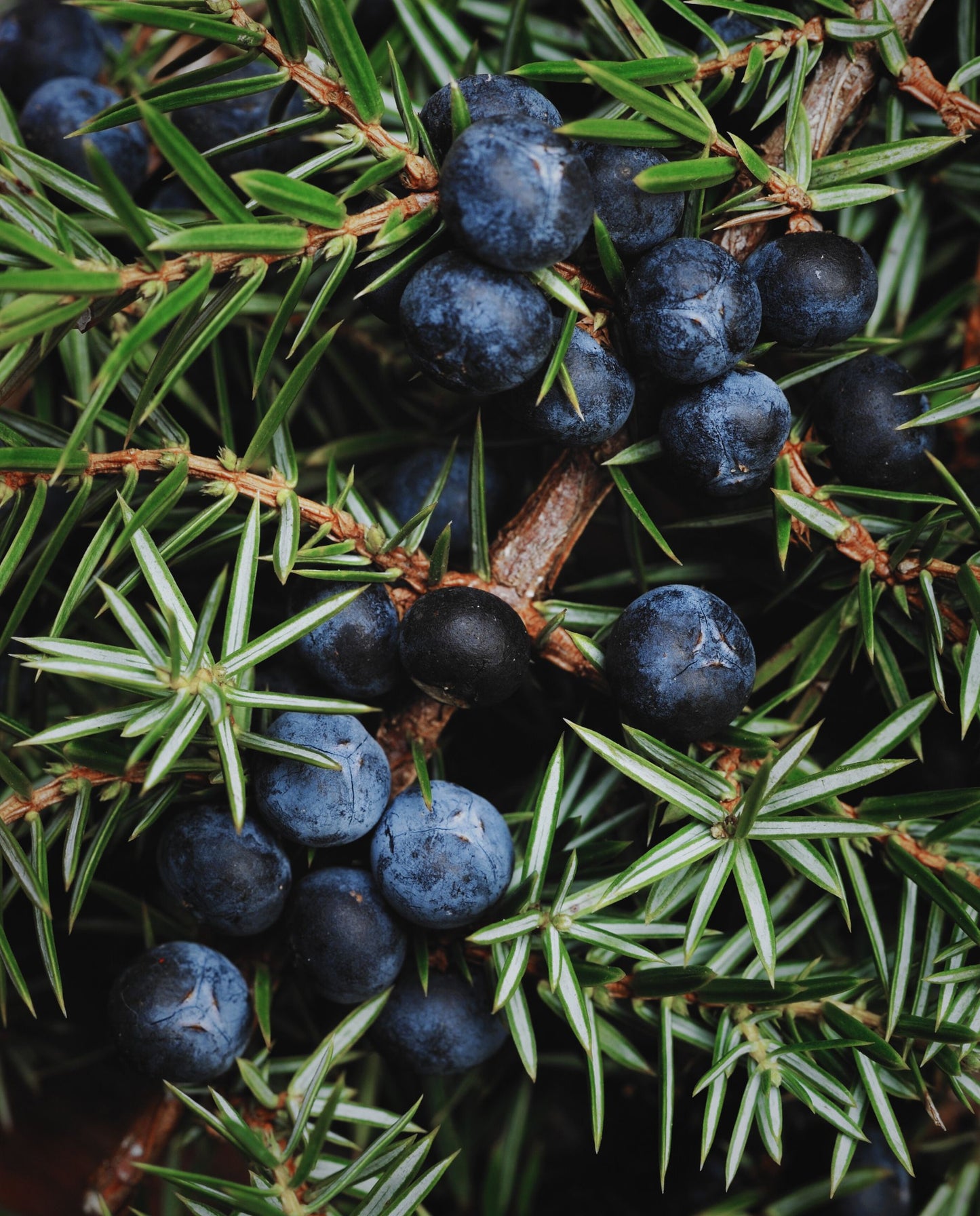 close up of juniper leaf and berries