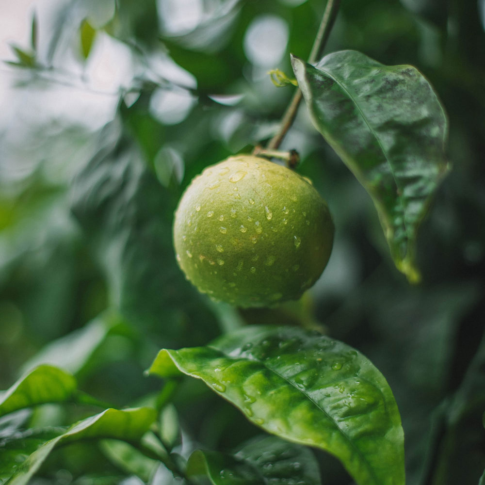 
                      
                        close up of a single dewy key lime hanging from a tree
                      
                    