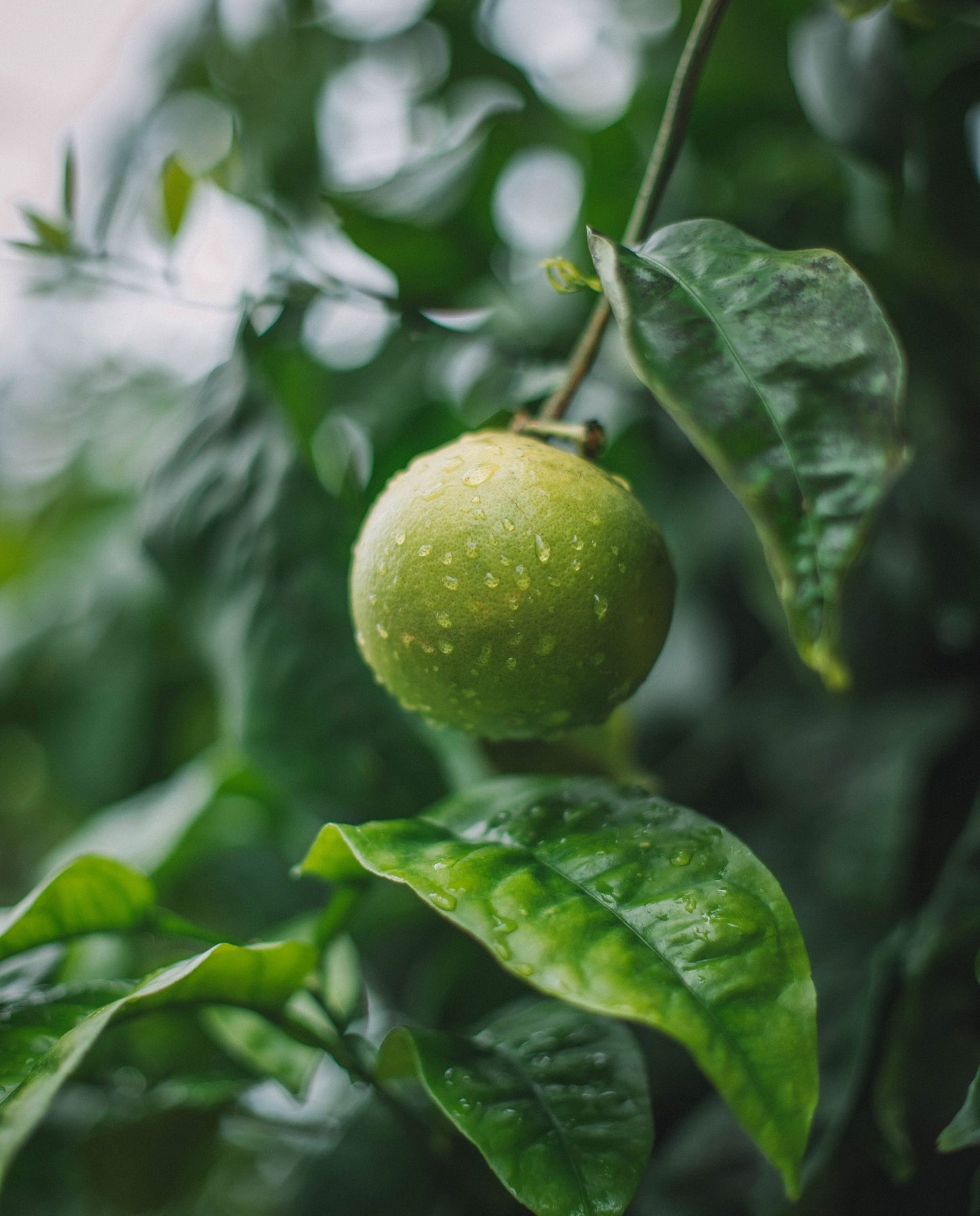 close up of a single dewy key lime hanging from a tree