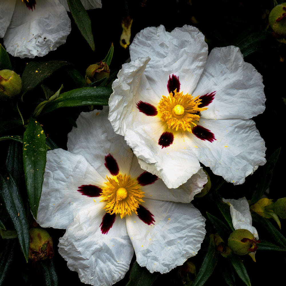 close up of gum rock rose flower (labdanum)