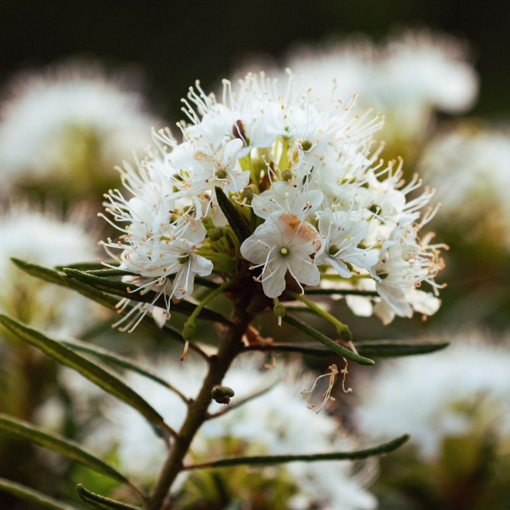 
                      
                        close up of labrador tea flowers
                      
                    