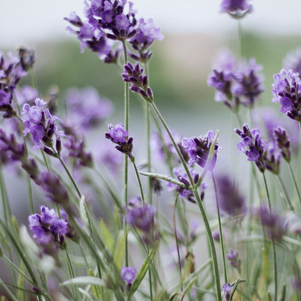 close up of lavender blossoms