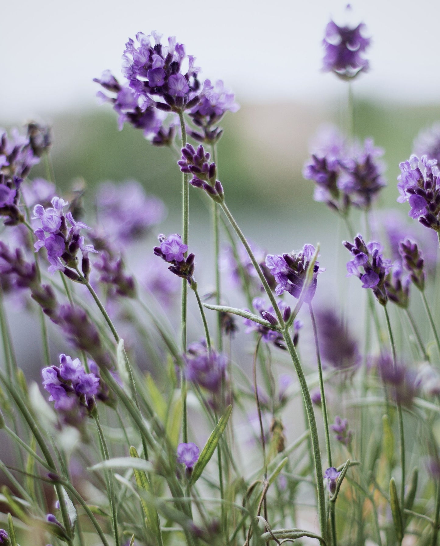 close up of lavender blossoms