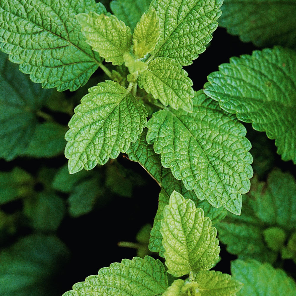 
                      
                        close up of lemon balm leaves
                      
                    