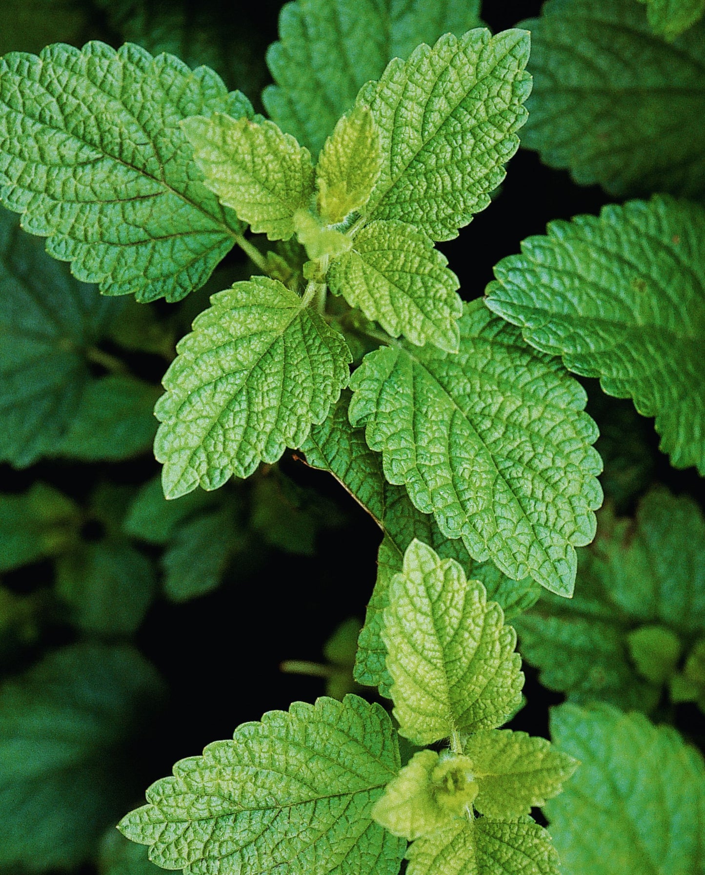 close up of lemon balm leaves