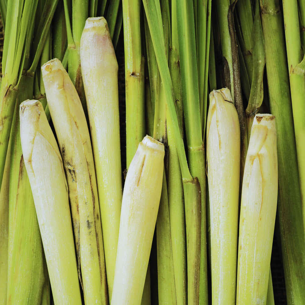 close up of lemongrass stalks