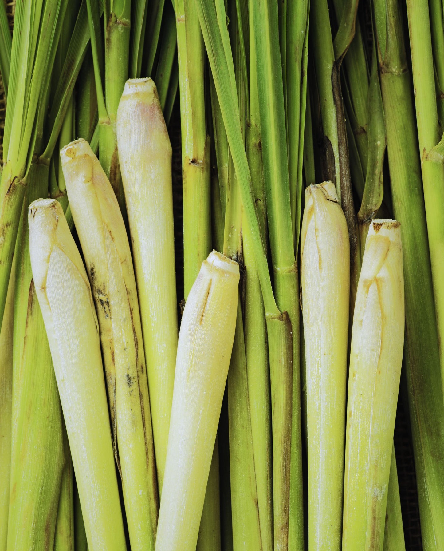 close up of lemongrass stalks