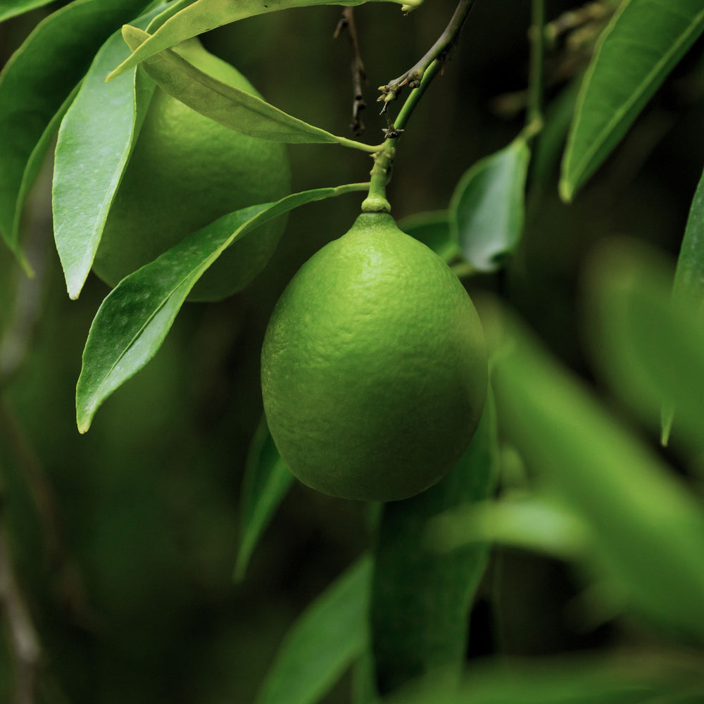 close up of a lime hanging from a lime tree with a leafy foreground and background in soft focus