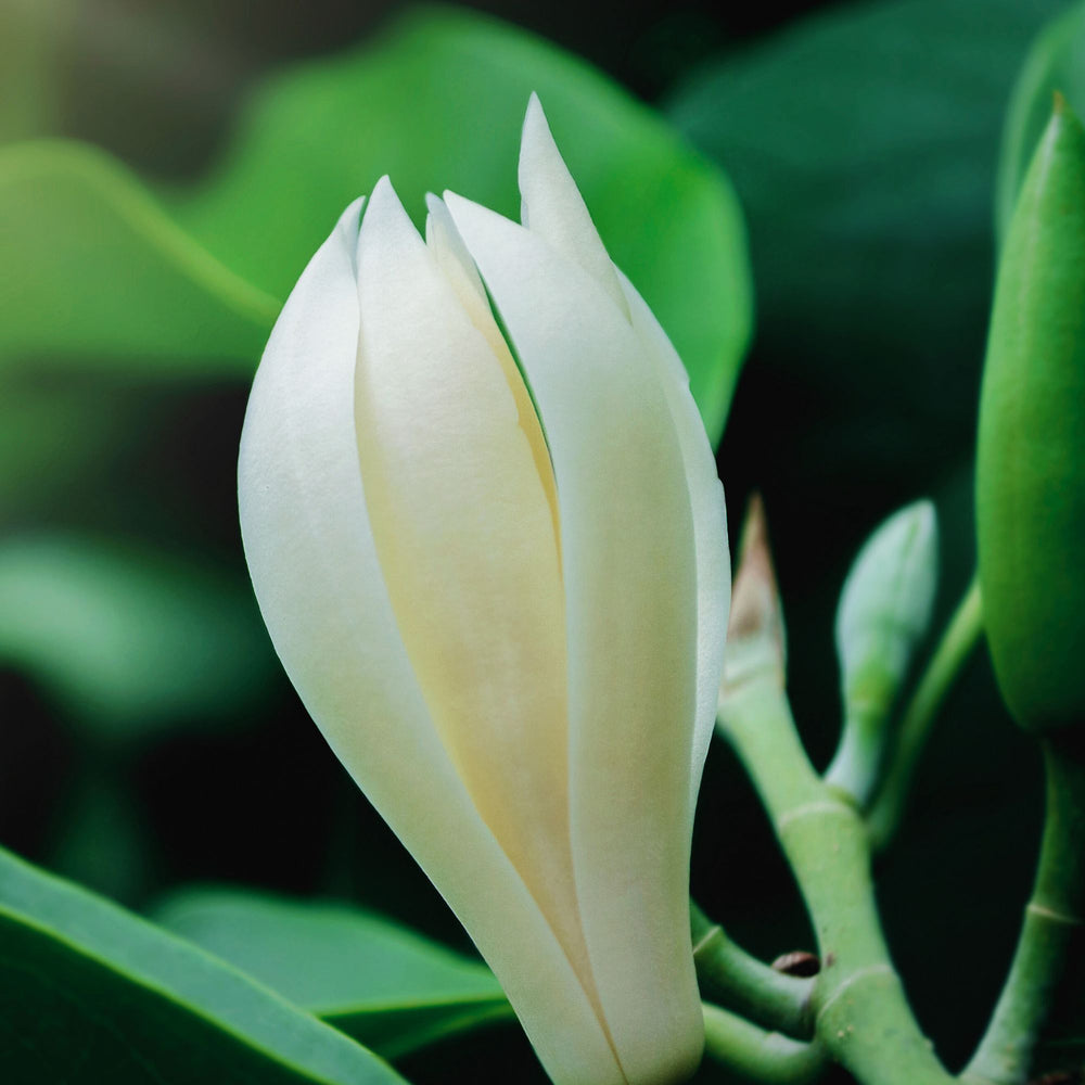 
                      
                        close up of a white magnolia flower
                      
                    