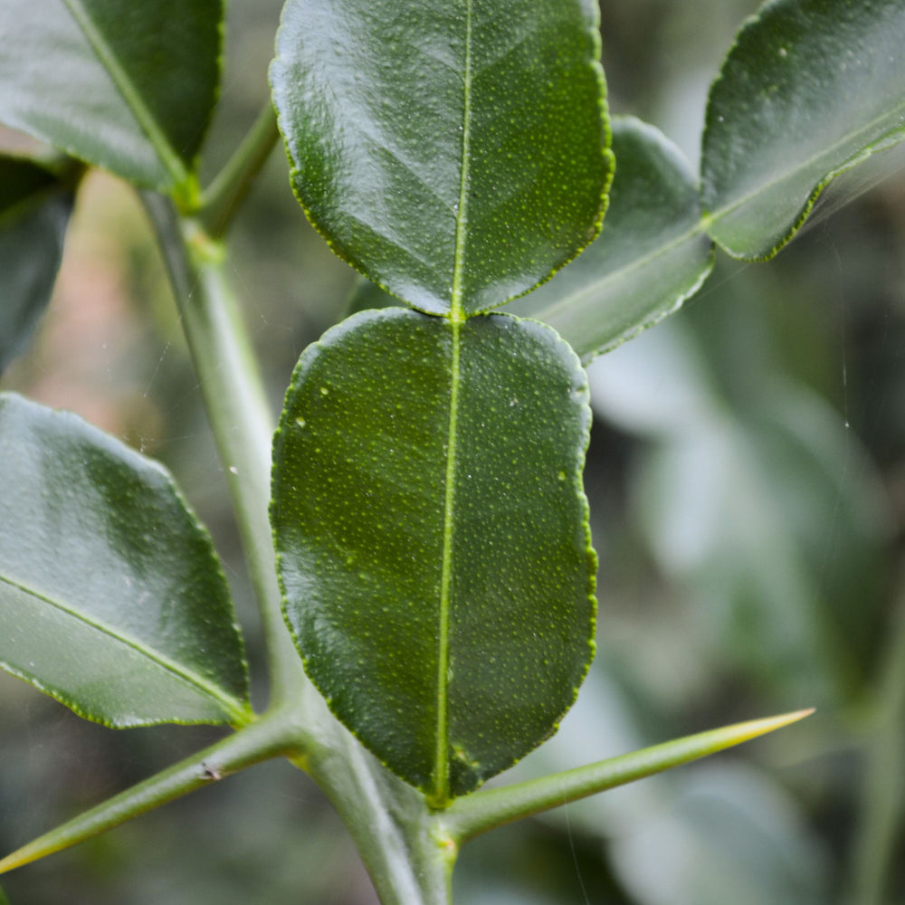 close up of makrut lime leaf against a soft-focus leafy background